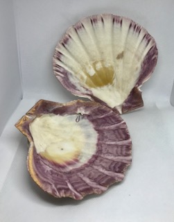 Lion’s Paw Shell 5 x 5 Inches – A Time for Karma